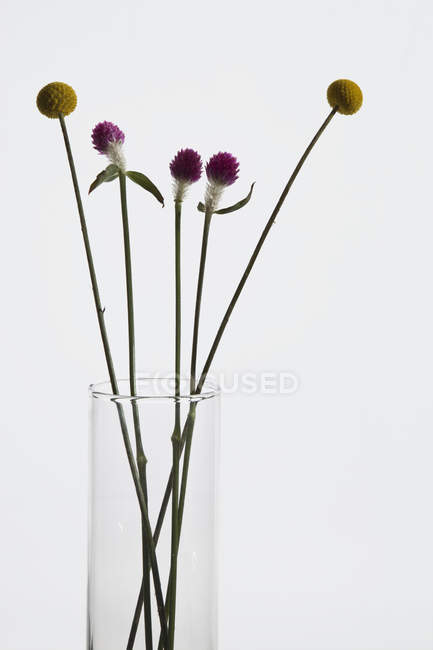 Кучка ромашек Биллибаттон и цветы гомфрены в вазе поверх белого — стоковое фото