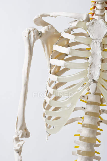 Сечение анатомической модели скелета на белом фоне — стоковое фото