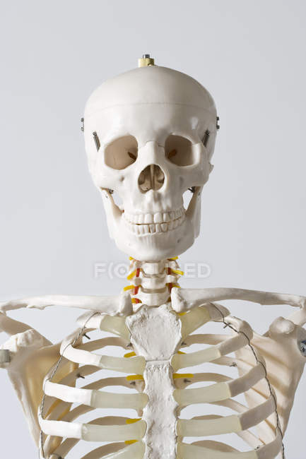 Голова и плечи анатомической модели скелета на белом фоне — стоковое фото