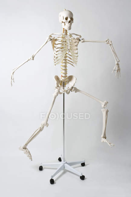 Modelo de esqueleto anatómico corriendo y saltando sobre fondo blanco - foto de stock