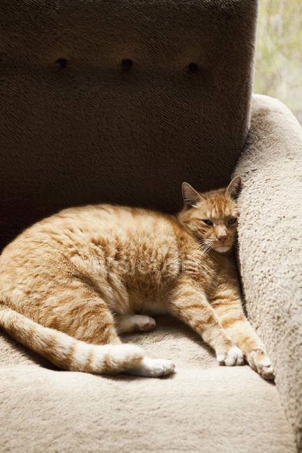 Tabby gato acostado cómodamente en sillón - foto de stock