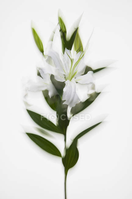 Tallo de flores de lirios blancos sobre fondo blanco — Belleza en la  naturaleza, pureza - Stock Photo | #191387656