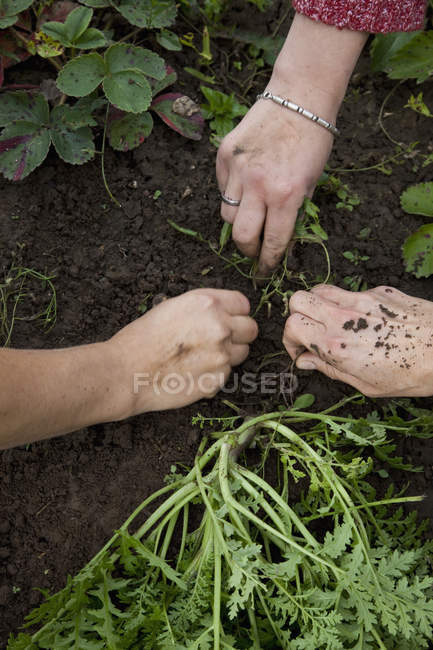 Cropped image of hands gardening in soil — Stock Photo