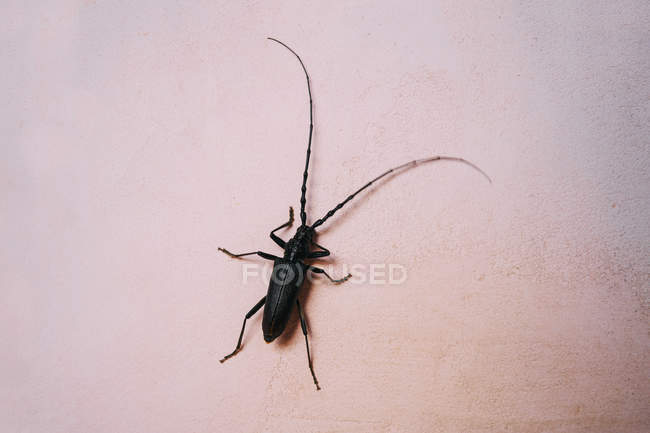 Close up Great Capricorn Beetle on pink background — Stock Photo