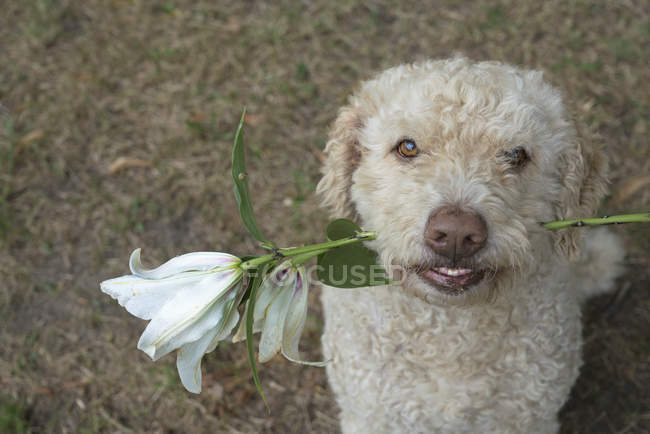 Retrato labradoodle sosteniendo flor de lirio blanco — Contexto, ecología -  Stock Photo | #216674412