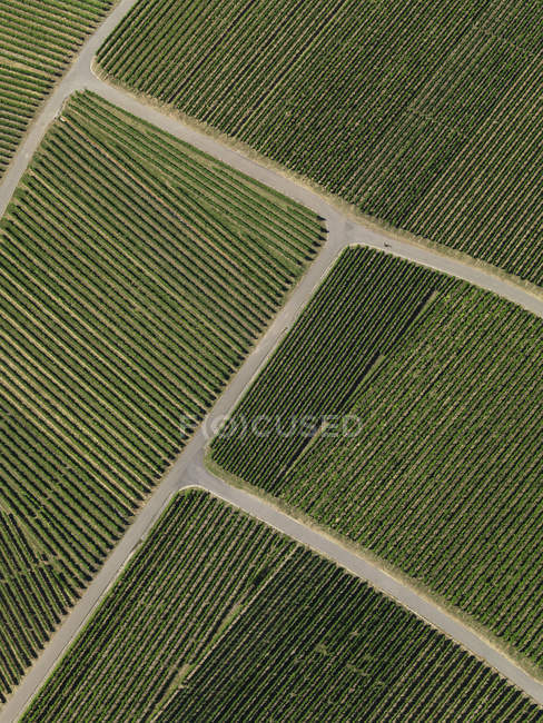 Vista da colture di terreni agricoli verdi testurizzati sopra — Foto stock