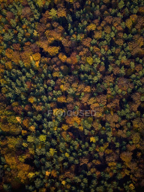 Vista dall'alto degli alberi autunnali — Foto stock