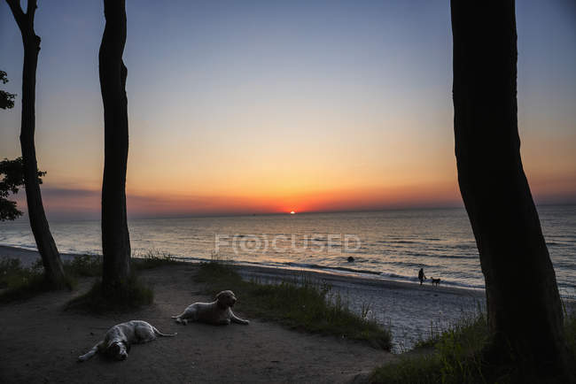 Собаки, відпочиваючи на пляж заходу сонця, Wiendorf, Мекленбург-Передня Померанія, Німеччина — стокове фото