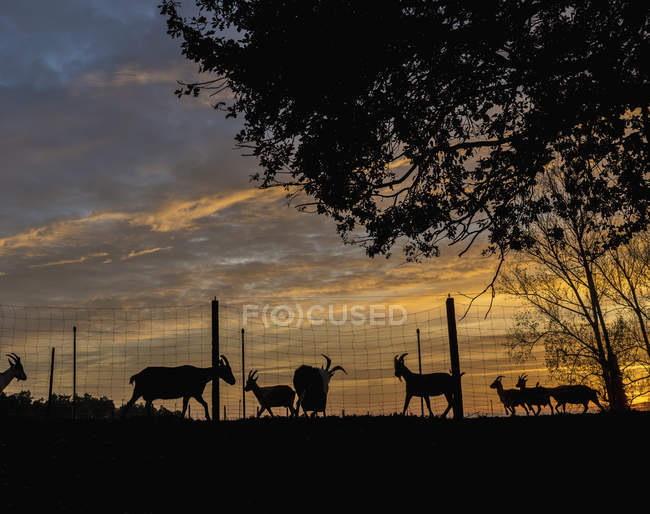 Cabras silhuetas na fazenda ao pôr do sol — Fotografia de Stock