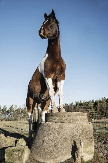 horse standing front view
