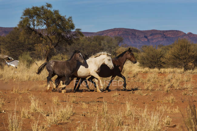 Wild horses running in sunny desert, Haasts Bluff, Northern Territory,  Australia — motion, animals - Stock Photo | #255857990