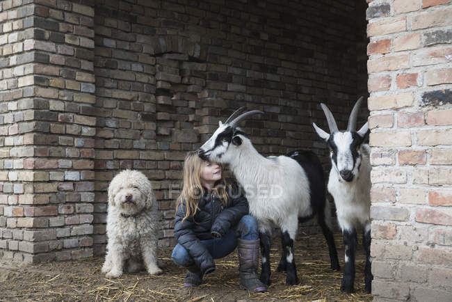 Chica con cabras y perro en puerta de granero - foto de stock