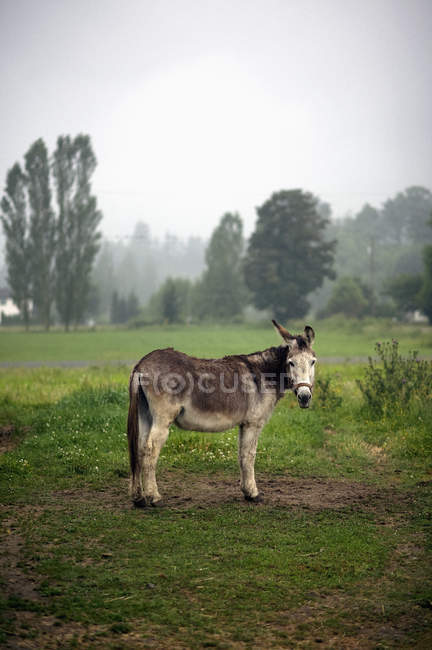 Ritratto di asino in campo rurale, Agassiz, Columbia Britannica, Canada — Foto stock