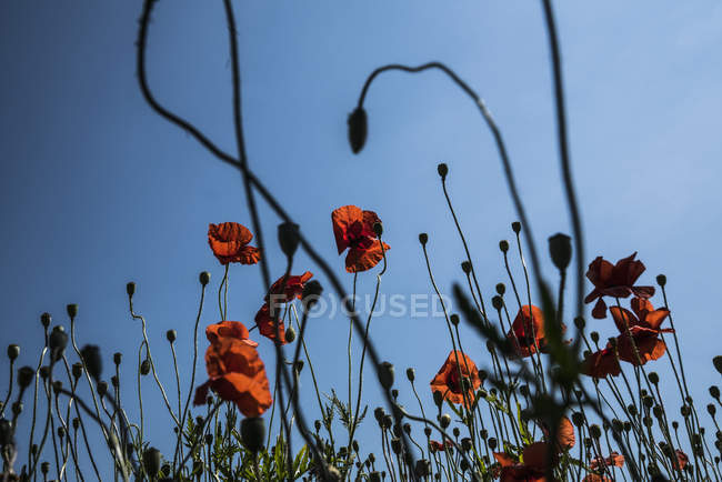 Flores de papoula vermelhas contra o sol, céu de verão — Fotografia de Stock
