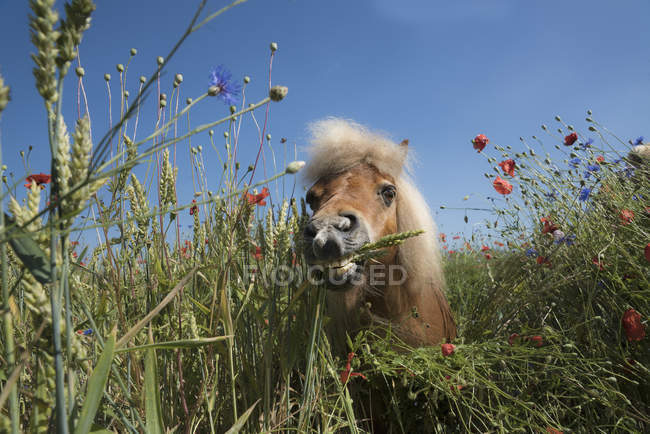 Пони на солнечном сельском поле с маковыми полевыми цветами — стоковое фото