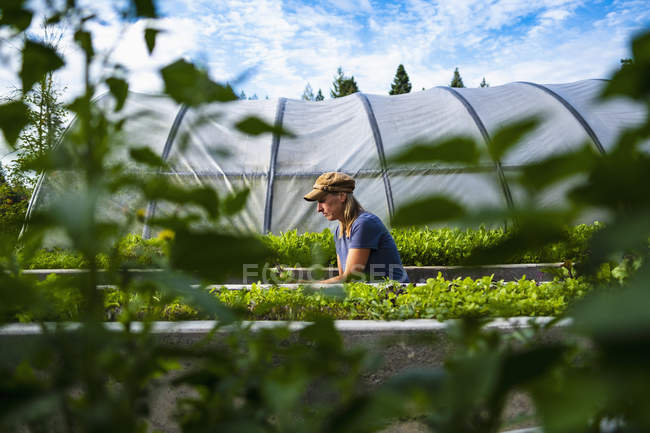 Bäuerin pflegt Gemüsepflanzen außerhalb des Gewächshauses — Stockfoto