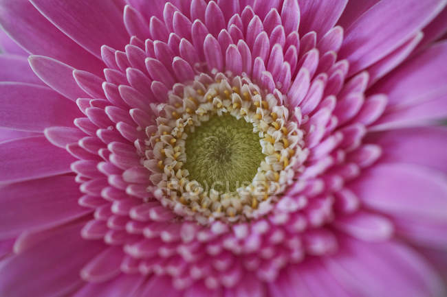 Cerrar marco completo flor gerbera rosa — Percepción sensorial, Fresco -  Stock Photo | #326461238