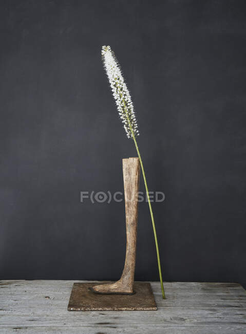 Tallo de flor blanca apoyado sobre un pedestal de madera — Stock Photo