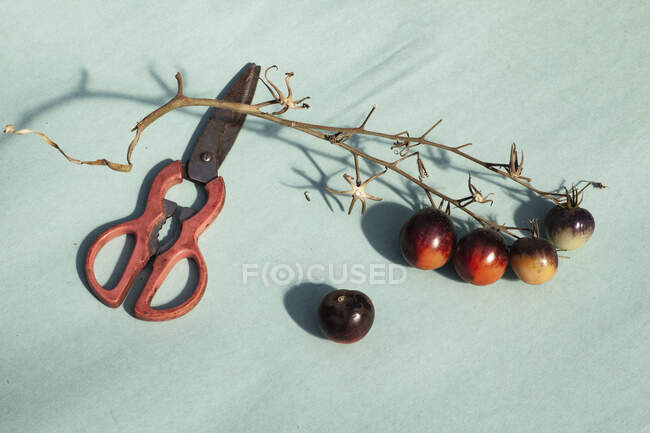Scissors and purple vine tomatoes — Stock Photo