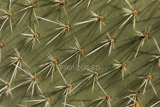 Extreme close up spiky green cactus leaf — Stock Photo