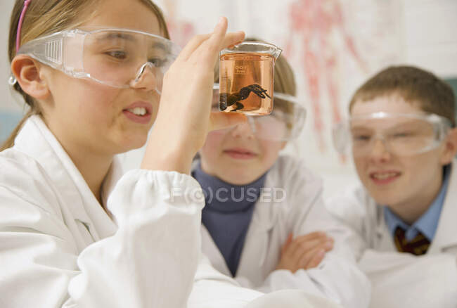 Estudiantes curiosos de secundaria examinando especímenes científicos - foto de stock