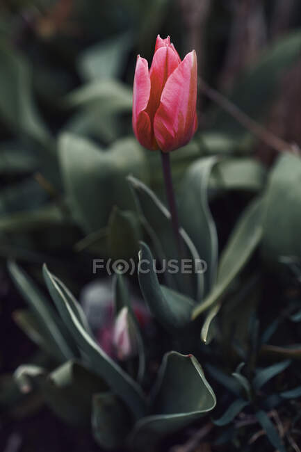 Chiudi tulipano rosso — Foto stock