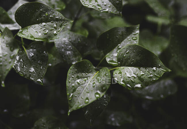 Close up wet green lilac bush leaves — Stock Photo