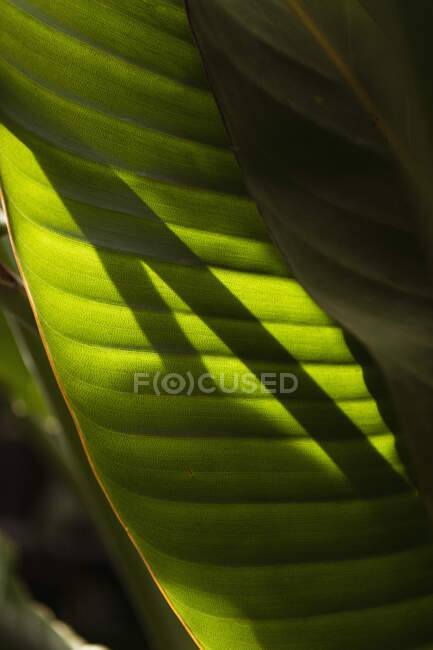 Sombra de luz solar que se forma en hoja verde tropical - foto de stock