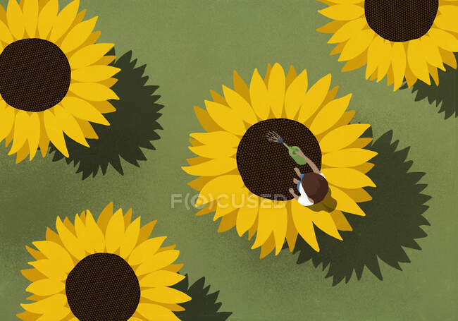 Woman watering large sunflowers on green background — Stock Photo
