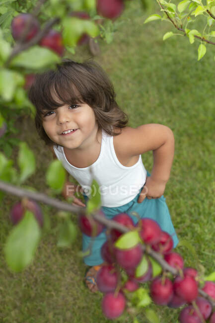 Cute toddler looking up at plums growing on tree branch — Stock Photo