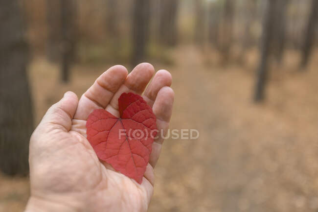 Рука держит красный лист в виде сердца осенью в лесу — стоковое фото