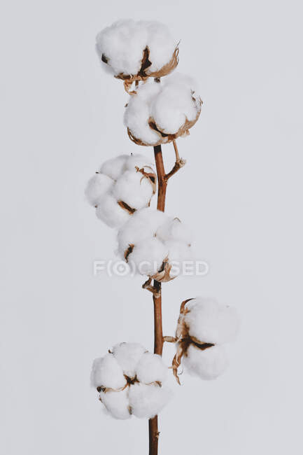 Bols de algodón blanco esponjoso creciendo en la rama de la planta - foto de stock
