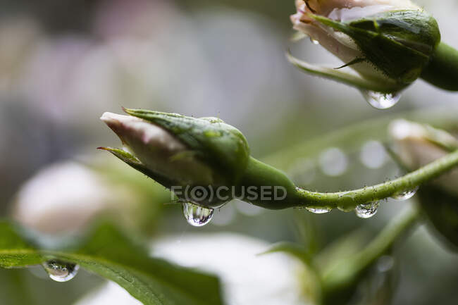 Close up fresh raindrops on rosebuds — Stock Photo