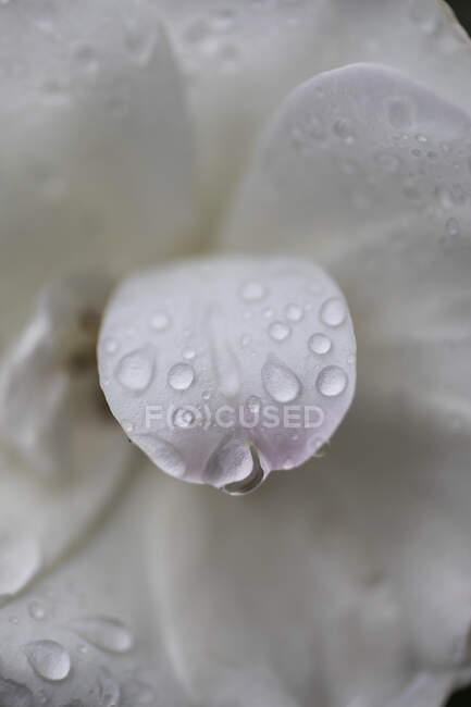 Extreme close up fresh raindrops on white flower petal — Stock Photo
