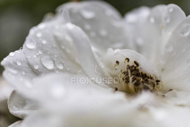 Close up fresh raindrops on white flower petals — Stock Photo
