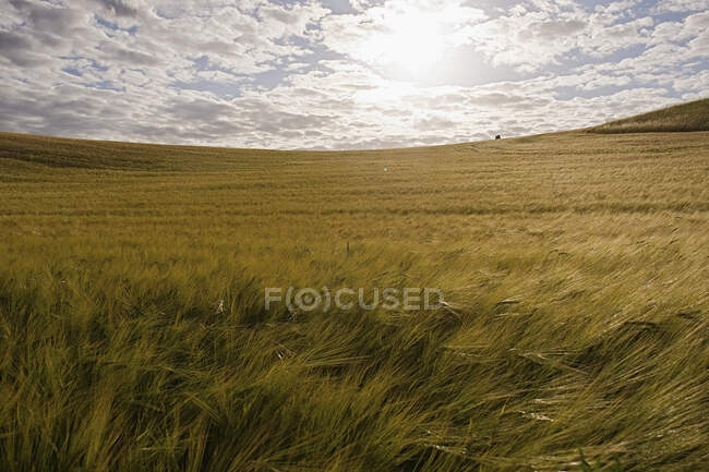 Vista panoramica soleggiata bellissimo idilliaco campo di orzo rurale, Danimarca — Foto stock