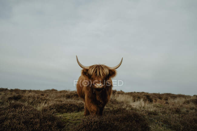 Portrait brown Highland Cow, Peak District National Park, Inglaterra — Fotografia de Stock