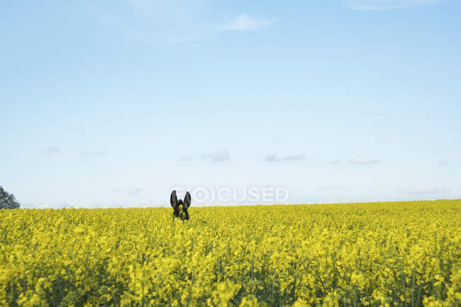 Orecchie d'asino sopra il campo di colza giallo sole — Foto stock