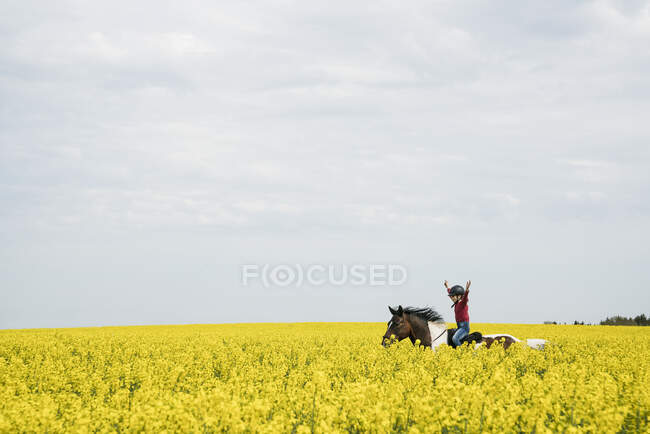 Ragazza spensierata a cavallo nel campo di colza giallo sole — Foto stock