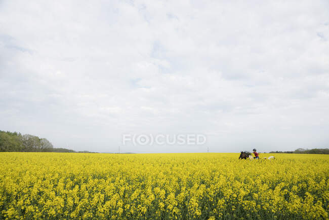 Ragazza a cavallo in vibrante campo di colza gialla — Foto stock