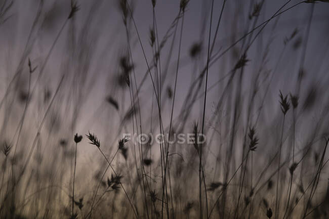 Close up detail silhouetted tall grass against purple sky — Stock Photo