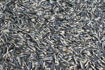 Lot of freshly captured fish, full frame, India — Stock Photo