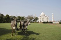 Bullocks utilisés pour la coupe d'herbe de pelouse dans le jardin de Taj Mahal, Agra, Inde — Photo de stock