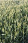 Пшеница, сельскохозяйственные поля рядом с Тадж-Махалом, на берегу реки Ямуна, объект Всемирного наследия ЮНЕСКО, Агра, Уттар-Прадеш, Индия — стоковое фото