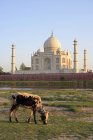 Taj Mahal y vaca pastando en frente, Séptimas Maravillas del Mundo, mausoleo de mármol blanco, Agra, Uttar Pradesh, India - foto de stock