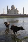 Dois búfalos no rio Yamuna contra Taj Mahal - Sétima Maravilhas do Mundo, Agra, Índia — Fotografia de Stock