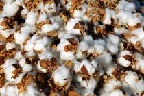 Primer plano de los brotes de algodón suave blanco montón - foto de stock