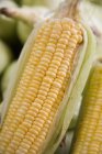 Sweet corn golden corn (Latin Name Zea mays) Bhutta Makki or Makai Corn Maize ; Matheran ; Maharashtra ; India — Stock Photo