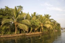 Blick auf exotische Palmen am Ufer gegen das Wasser am Tag — Stockfoto