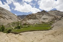 Patch di campi verdi nel paesaggio desertico freddo altrimenti sterile di Ladakh. India — Foto stock
